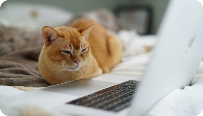 How to Build a Multi-Vendor Marketplace Website | Codica Post: How to Build a Multi-Vendor Marketplace Website | Codica